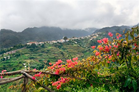 faial landscape - Village on the north coast of Madeira island - Portugal Stock Photo - Budget Royalty-Free & Subscription, Code: 400-04809019