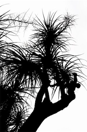 funchal - Old Nolina recurvata Hemsl. -  silhouette Stock Photo - Budget Royalty-Free & Subscription, Code: 400-04809024