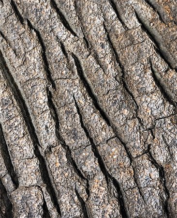 funchal - Tree bark texture - detail - background Foto de stock - Super Valor sin royalties y Suscripción, Código: 400-04809026