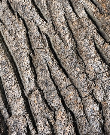 funchal - Tree bark texture - detail - background Stock Photo - Budget Royalty-Free & Subscription, Code: 400-04809026