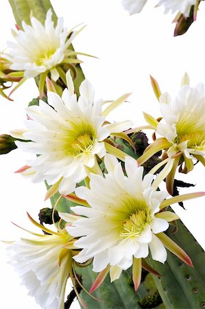 Close up of cactus flowers - Trichocereus scopulicolus Stock Photo - Budget Royalty-Free & Subscription, Code: 400-04809034
