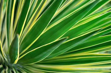 Close up of Yucca - abstract background Photographie de stock - Aubaine LD & Abonnement, Code: 400-04809030
