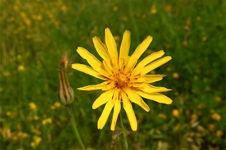 simsearch:400-04830667,k - Yellow summer wild flower on a meadow Photographie de stock - Aubaine LD & Abonnement, Code: 400-04809069
