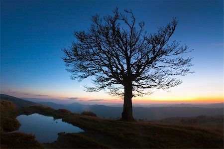 Lonely autumn naked tree on night mountain hill top in last sunset light (and puddle near) Stockbilder - Microstock & Abonnement, Bildnummer: 400-04809195