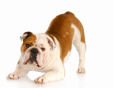 simsearch:400-08187913,k - playful dog - english bulldog with reflection on white background Photographie de stock - Aubaine LD & Abonnement, Code: 400-04809267