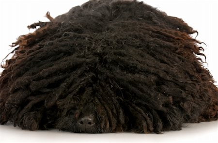 sheep dog portraits - corded puli - hungarian herding dog laying down with reflection on white background Stock Photo - Budget Royalty-Free & Subscription, Code: 400-04809262