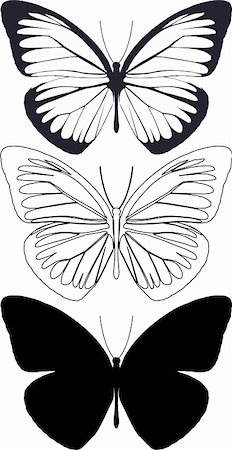 Illustration butterfly in vector. Stock Photo - Budget Royalty-Free & Subscription, Code: 400-04809355