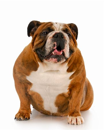 simsearch:400-06567310,k - english bulldog sitting with reflection on white background Stockbilder - Microstock & Abonnement, Bildnummer: 400-04809361