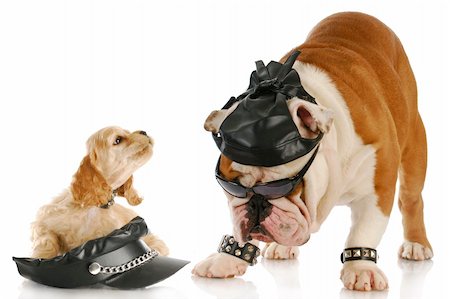english bulldog and cocker spaniel puppy dressed up like bikers with reflection on white background Stock Photo - Budget Royalty-Free & Subscription, Code: 400-04809384