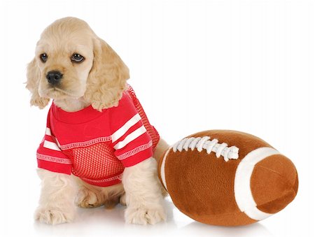 simsearch:400-04575931,k - cute cocker spaniel puppy wearing jersey sitting beside stuffed football Photographie de stock - Aubaine LD & Abonnement, Code: 400-04809382