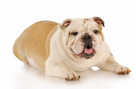 simsearch:693-03303244,k - english bulldog female laying down panting with reflection on white background Photographie de stock - Aubaine LD & Abonnement, Code: 400-04809488