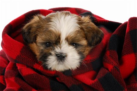 shiatsu - shih tzu puppy peeking out of red and black plaid blanket on white background Stockbilder - Microstock & Abonnement, Bildnummer: 400-04809503