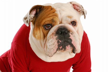 simsearch:400-06567310,k - english bulldog wearing red dog coat on white background Stockbilder - Microstock & Abonnement, Bildnummer: 400-04809514