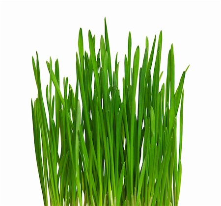 fotostok_pdv (artist) - Fresh green wheat grass isolated on white background Foto de stock - Royalty-Free Super Valor e Assinatura, Número: 400-04809524