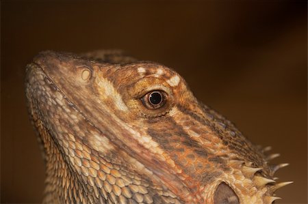 Head Detail of a Central Bearded Dragon, Pogona vitticeps Foto de stock - Royalty-Free Super Valor e Assinatura, Número: 400-04809558