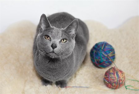 simsearch:400-04397508,k - Portrait of a Russian Blue Cat, playing with ball of wool, studio shot Foto de stock - Super Valor sin royalties y Suscripción, Código: 400-04809572