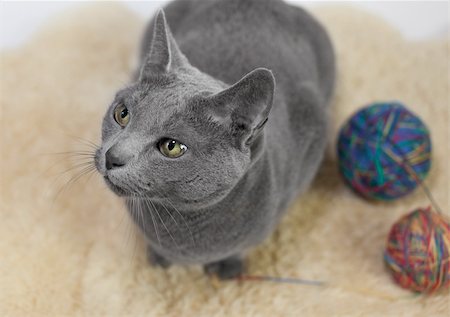 Portrait of a Russian Blue Cat, playing with ball of wool, studio shot Stock Photo - Budget Royalty-Free & Subscription, Code: 400-04809581