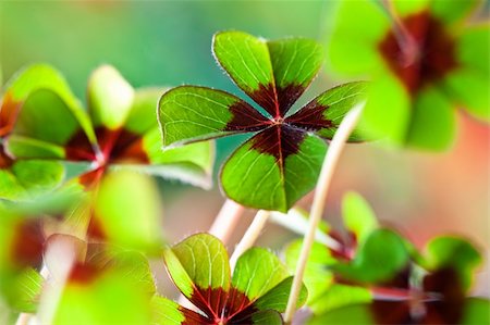 sorrel - Four - Leaved Clover, green with red center Stock Photo - Budget Royalty-Free & Subscription, Code: 400-04809646