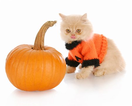 simsearch:400-07250073,k - persian kitten wearing pumpkin sweater licking lips sitting beside pumpkin on white background Stock Photo - Budget Royalty-Free & Subscription, Code: 400-04809697