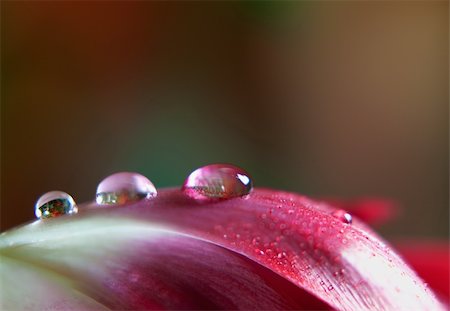 fresh flowers for water drops - Dew Drop on red Tulip flower leaf close up Foto de stock - Super Valor sin royalties y Suscripción, Código: 400-04809738