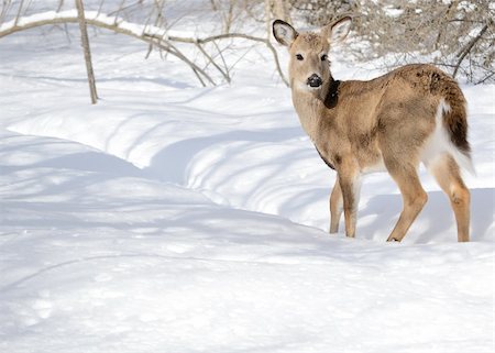 simsearch:400-04793517,k - Whitetail deer yearling standing in the woods in winter snow. Foto de stock - Super Valor sin royalties y Suscripción, Código: 400-04809795
