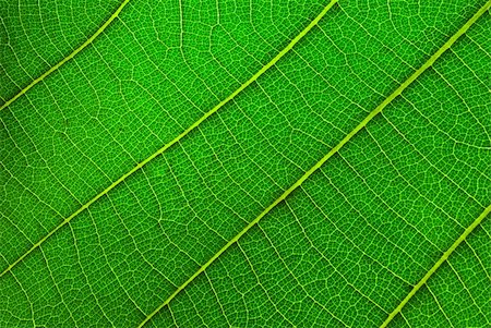simsearch:400-04739592,k - A beautiful natural pattern.,Visible as the leaves of golden teak. Stock Photo - Budget Royalty-Free & Subscription, Code: 400-04809869
