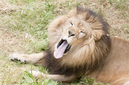 simsearch:630-06724238,k - King of the jungle during a rest having a yawn Stock Photo - Budget Royalty-Free & Subscription, Code: 400-04809880