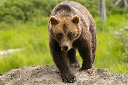 simsearch:400-07087733,k - A grizzly bear walking toward the viewer Foto de stock - Royalty-Free Super Valor e Assinatura, Número: 400-04809882