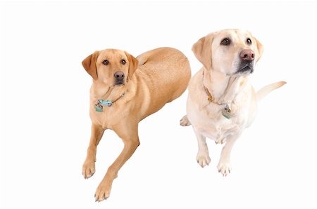 A pair of female White Labrador dogs looking quizzically  isolated on white Stock Photo - Budget Royalty-Free & Subscription, Code: 400-04809936