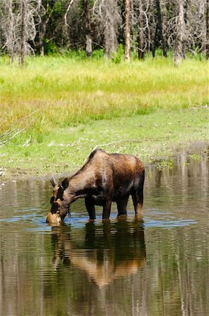 deer and water - solitary cow moose feeding in a pond in the Teton National Park Stock Photo - Budget Royalty-Free & Subscription, Code: 400-04809984