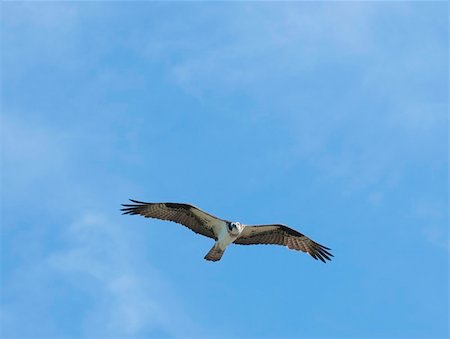 fischadler - Osprey circling overhead against a blue sky Stockbilder - Microstock & Abonnement, Bildnummer: 400-04809981