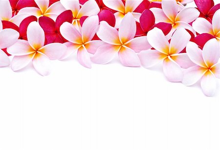 simsearch:400-05888865,k - Frangipani flowers for design Foto de stock - Royalty-Free Super Valor e Assinatura, Número: 400-04800073