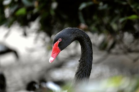 swan beak color - Portrait of a black swan in a foliage environment. Stock Photo - Budget Royalty-Free & Subscription, Code: 400-04800940