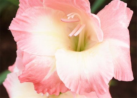 Pink and white gladiolus (sword lily) on a dark garden background. Macro shot - shallow Depth of field Foto de stock - Royalty-Free Super Valor e Assinatura, Número: 400-04800961