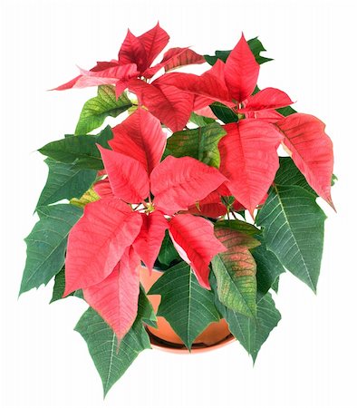 Beautiful red poinsettia  isolated on white. That red plant - symbol of Christmas. Stock Photo - Budget Royalty-Free & Subscription, Code: 400-04800980