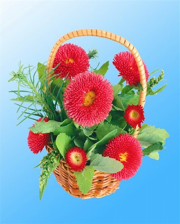Red aster flower bouquet isolated on blue background Stock Photo - Budget Royalty-Free & Subscription, Code: 400-04801071
