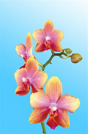 simsearch:400-07410063,k - Beautiful yellow orchid over light blue background Stock Photo - Budget Royalty-Free & Subscription, Code: 400-04801083