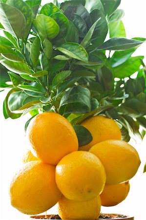 simsearch:400-05046087,k - good crop of lemons on the lemon tree Stockbilder - Microstock & Abonnement, Bildnummer: 400-04801128