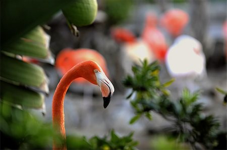 Phoenicopterus ruber. Portrait of a flamingo in a frame of green leaves. Stock Photo - Budget Royalty-Free & Subscription, Code: 400-04801133