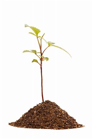 simsearch:400-04259802,k - The young green sprout in the ground. Stockbilder - Microstock & Abonnement, Bildnummer: 400-04801211