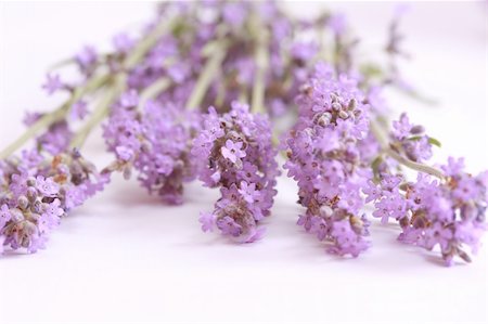 simsearch:400-04847486,k - Lavender flowers isolated over white Foto de stock - Royalty-Free Super Valor e Assinatura, Número: 400-04801685