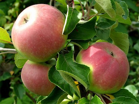 simsearch:632-03754188,k - growing apples on the apple-tree branch Stock Photo - Budget Royalty-Free & Subscription, Code: 400-04801692