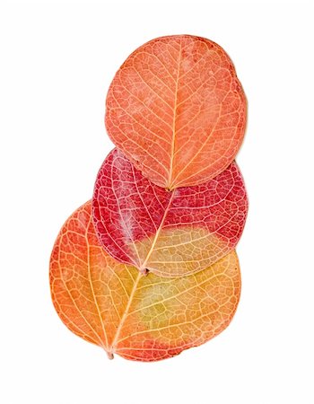 red autumn leaf isolated on a white Fotografie stock - Microstock e Abbonamento, Codice: 400-04801747