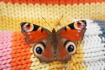 symmetrical animals - European peacock (Inachis io) on colourful sweater Stock Photo - Budget Royalty-Free & Subscription, Code: 400-04801876