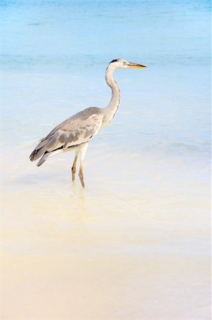 simsearch:400-04948407,k - Picture of seabird at beach of Maldives Foto de stock - Super Valor sin royalties y Suscripción, Código: 400-04801877