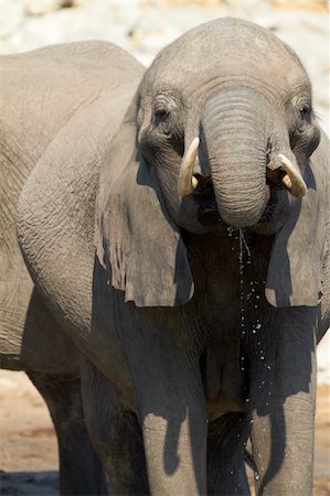 simsearch:400-04751243,k - A herd of African elephants (Loxodonta Africana) on the banks of the Chobe River in Botswana drinking water Photographie de stock - Aubaine LD & Abonnement, Code: 400-04802239