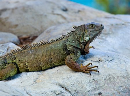 simsearch:400-05260189,k - Close up image of the  iguana with scaly neck and mouth Stockbilder - Microstock & Abonnement, Bildnummer: 400-04802256