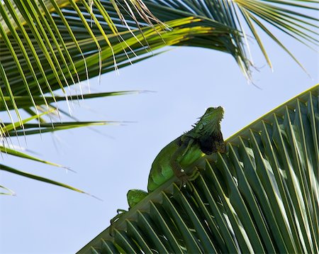 Green iguana climing in the fronds of a palm tree Photographie de stock - Aubaine LD & Abonnement, Code: 400-04802250