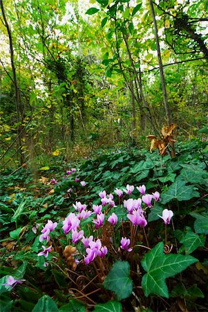 primulaceae - Wild Cyclamen in flower in the woodland Photographie de stock - Aubaine LD & Abonnement, Code: 400-04802461