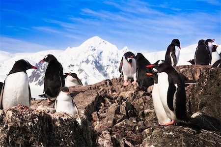 simsearch:400-04767621,k - penguins resting on the stony coast of Antarctica Foto de stock - Royalty-Free Super Valor e Assinatura, Número: 400-04802546